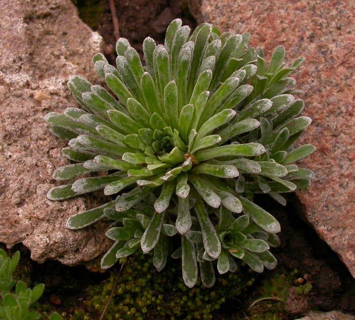 0-1Saxifraga