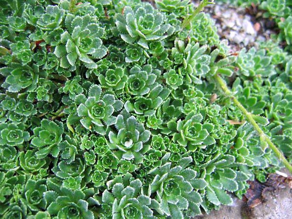 0-2paniculata