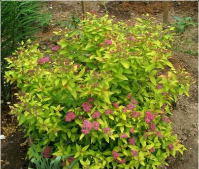 0-4spirea