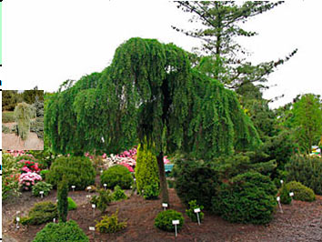 0-5kaempferiPendula