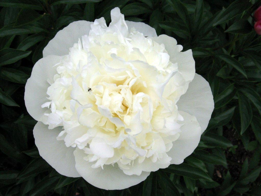 0-duchesse-de-nemours